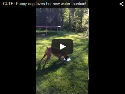 boxer dog playing with sprinkler