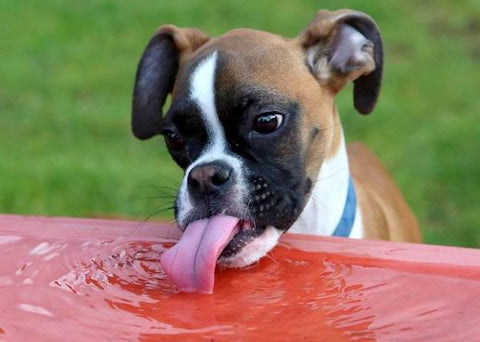 boxer dog drinking water