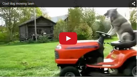 dog mowing lawn