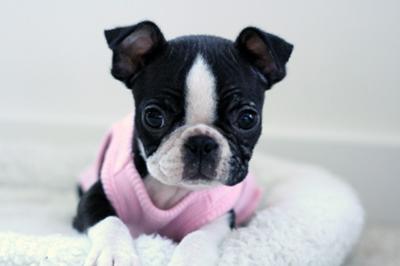 cute boston terrier puppy