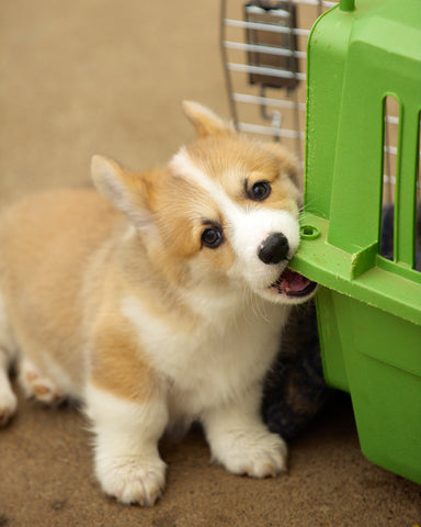 cute puppy chewing