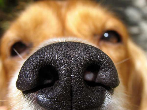 dog sense of smell dog nose wet