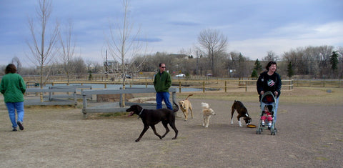 dog park