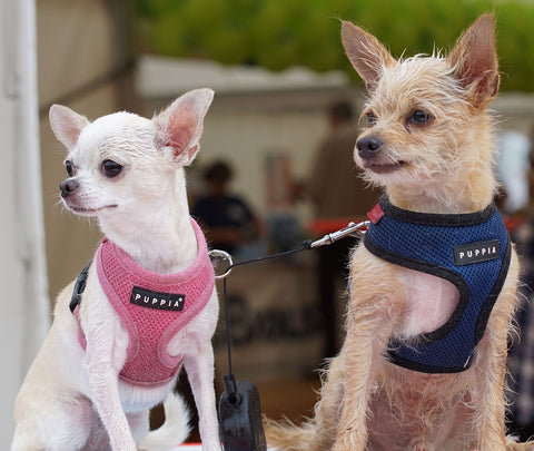 dogs in love matching clothes