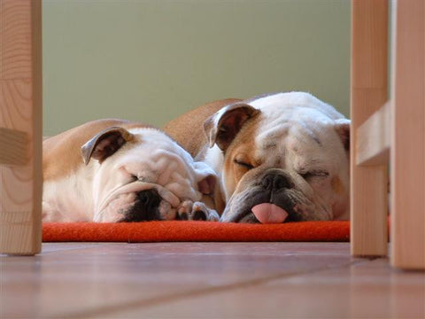 bulldogs in love valentines day 