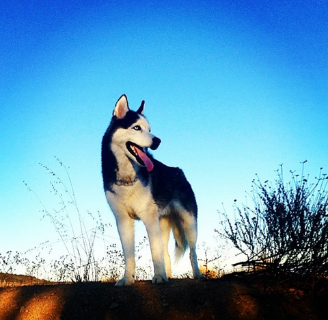 best siberian husky pics on instagram griff the coolest