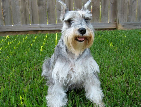 Dog Breeds With Long Life Expectancies Sportleash