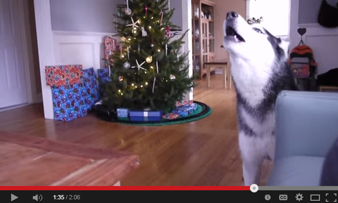 Mishka The Husky And Friends Sing Jingle Bells Video