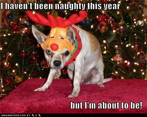 Funny Christmas / Dog Memes! [IMAGES]- SportLeash