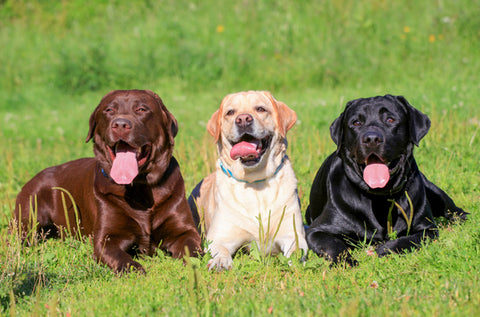 three labs chocolate yellow black labrador