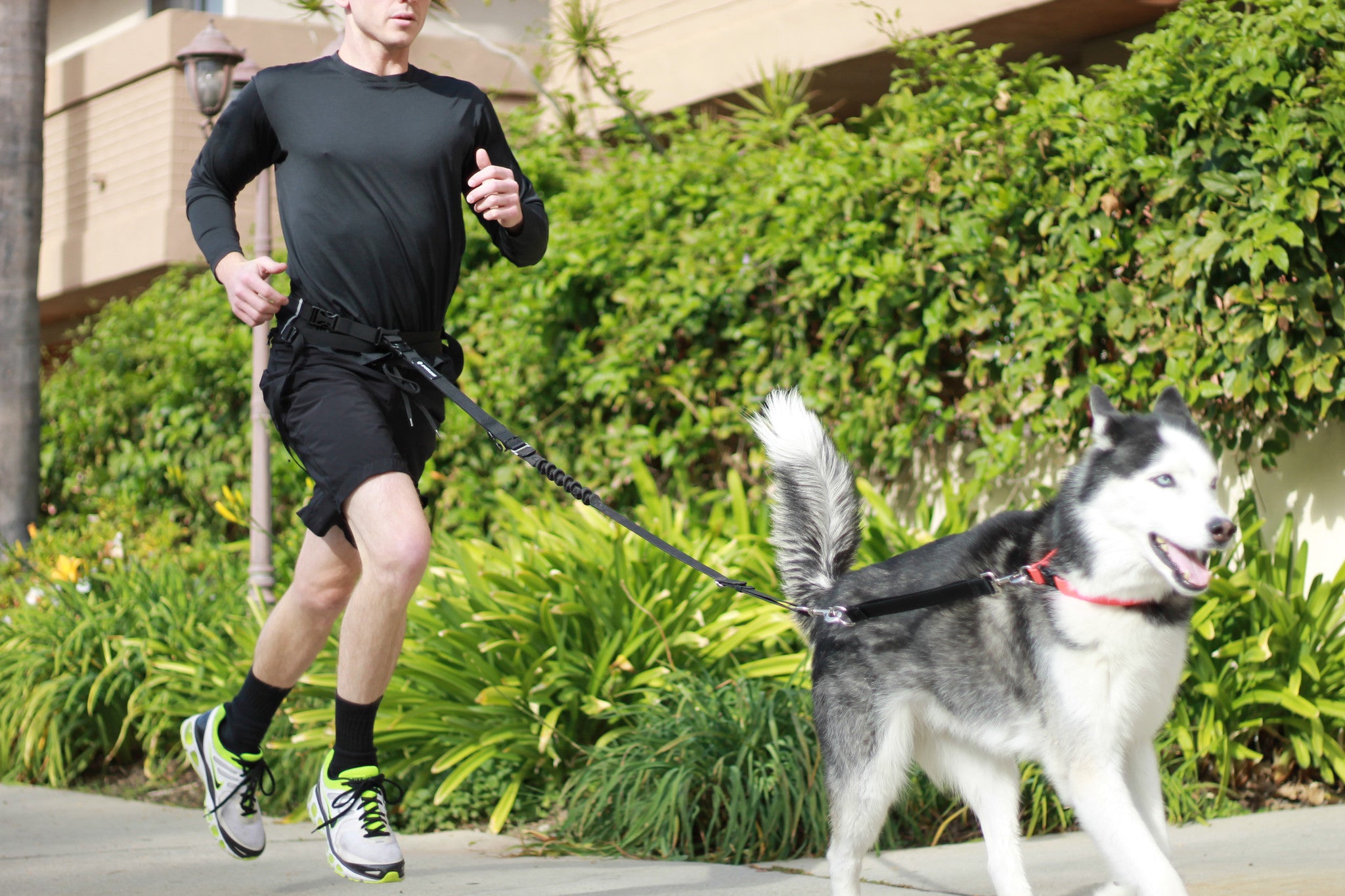 dog running leash