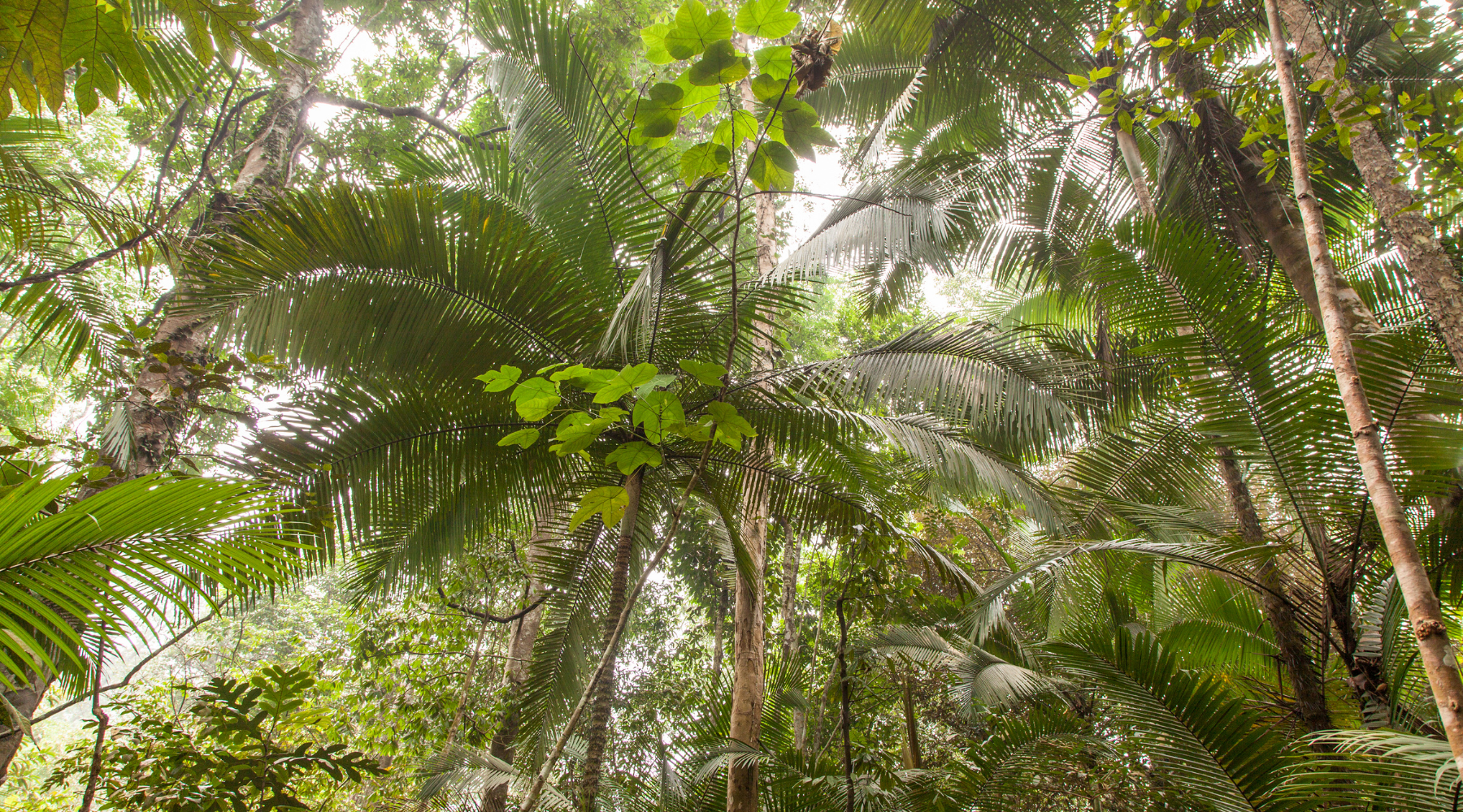 Organic Skincare with plants from the amazon