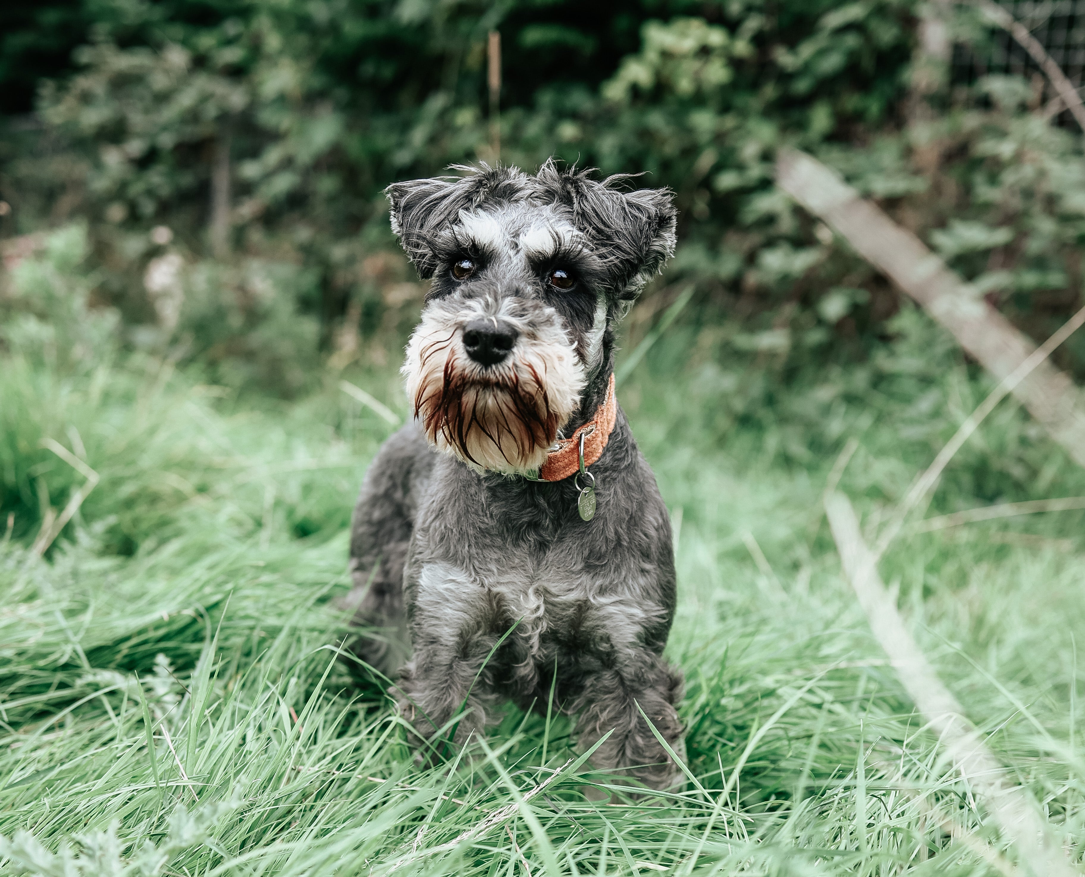 Miniature Schnauzer in dog collar | Moo Moo & bear