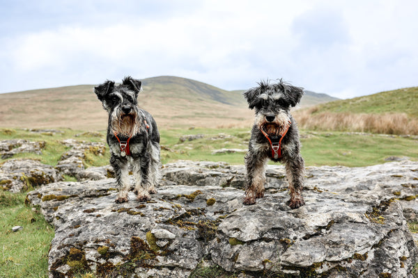 Schnauzers at Gaping Gill, The Yorkshire Dales