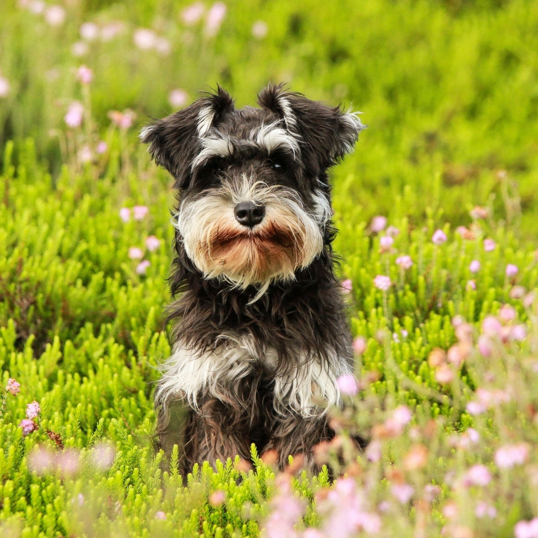 the schnauzer personality