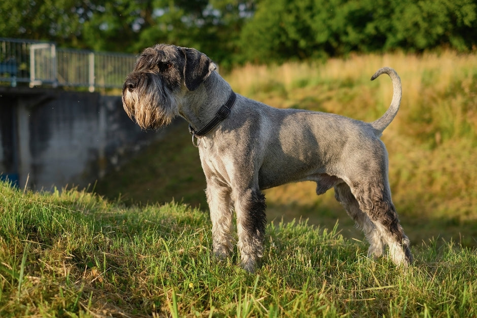 Standard Schnauzer History