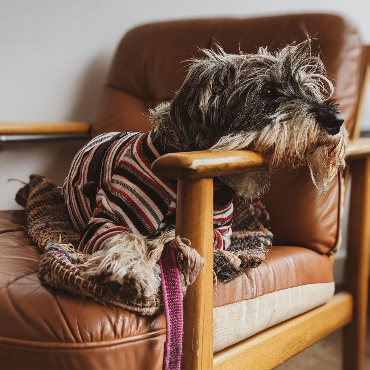 LILY THE STANDARD SCHNAUZER - NEVER TO BE SEEN WITHOUT HER COMFORT