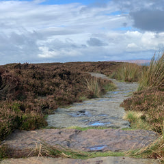 MOORLAND DOG WALKS