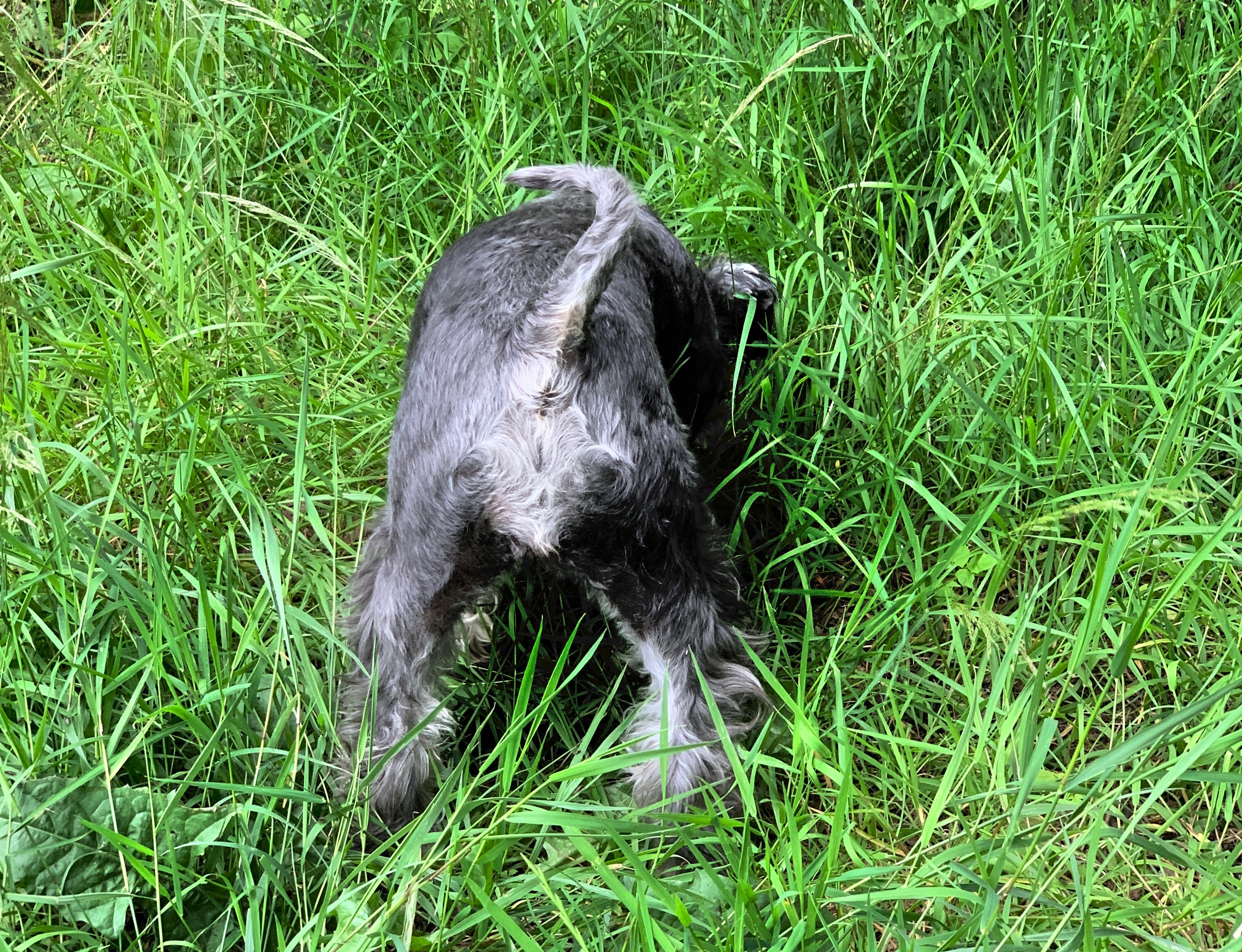 enrichment for dogs - schnauzer bottom