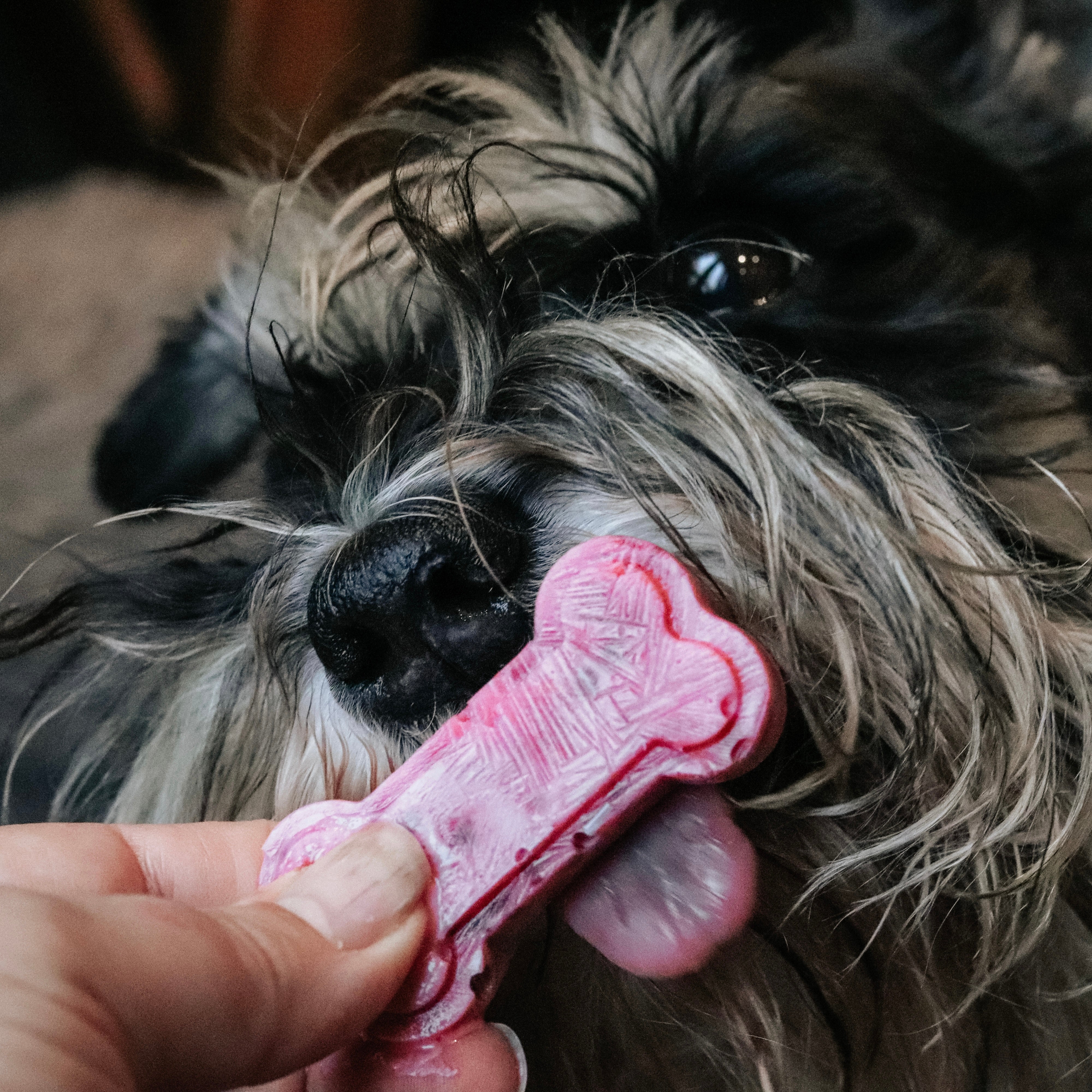 frozen yoghurt for dogs