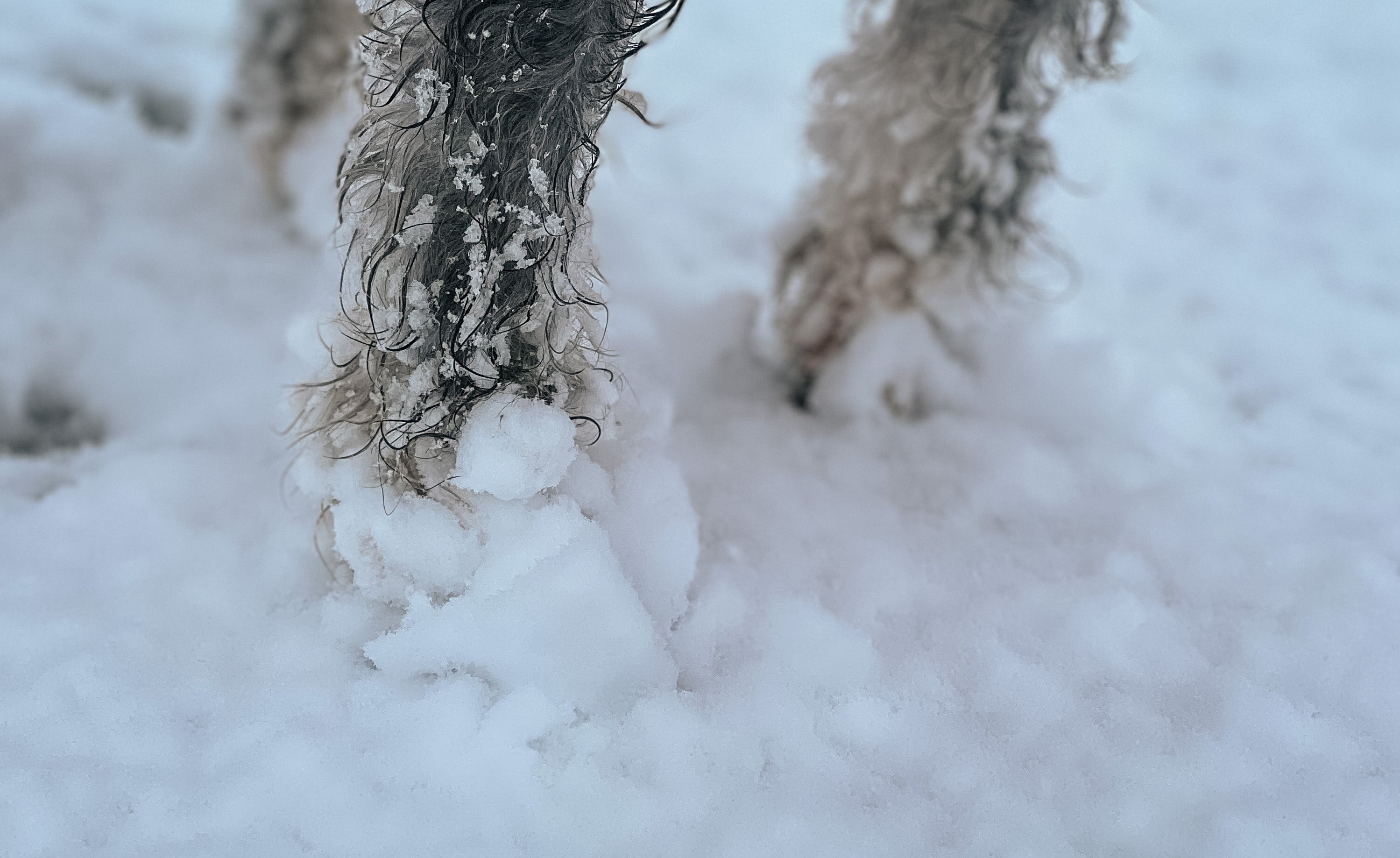 schnauzer snowballs