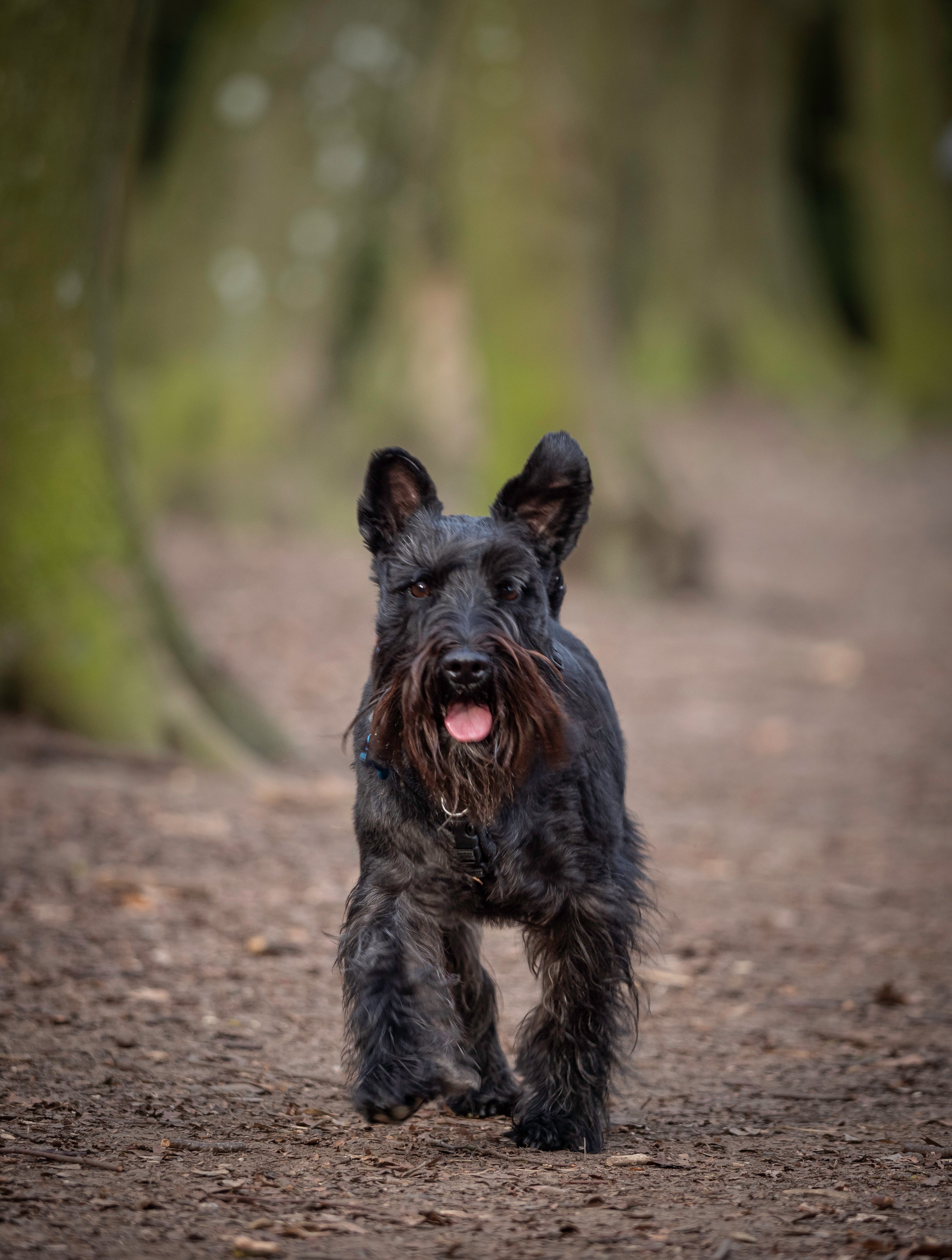 a wood land walk with the Enzo the Miniature schnauzer