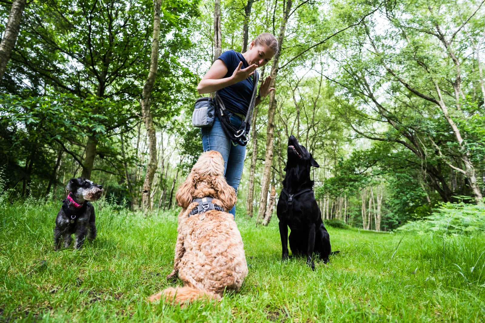 bob and Pals Dog walking