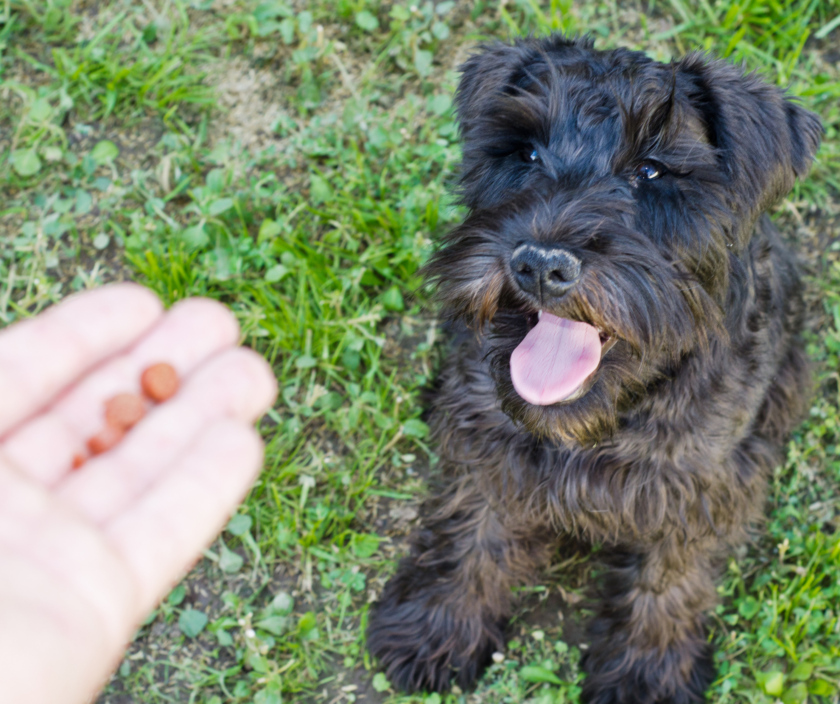 Schnuazer dog treats