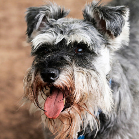 what dog group is the schnauzer in