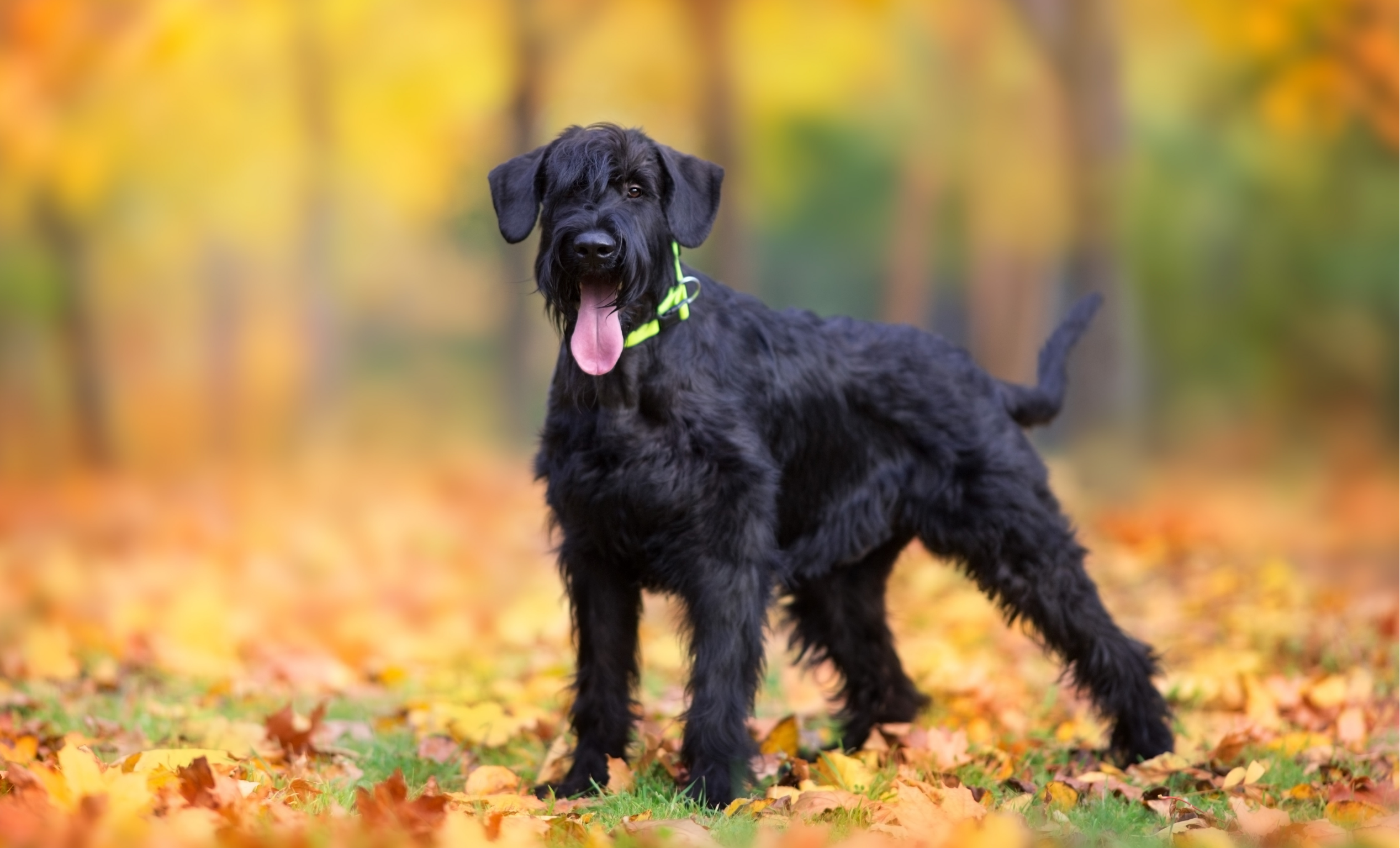 The Giant schnauzer