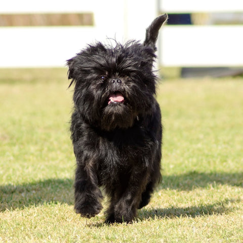 Does a schnauzer originate from Affenpinschers