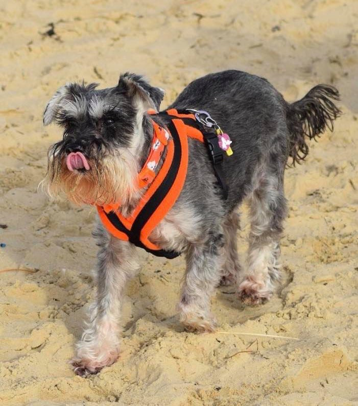 Puppy Farm schnauzer enjoying life on the beach