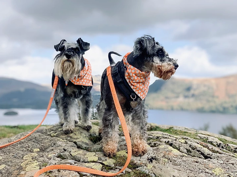 SUPPORTING SCHNAUZERFEST IN THE Lake District