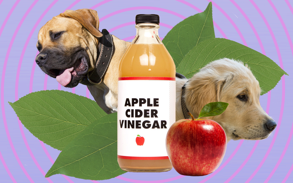 can you give a dog apple cider vinegar