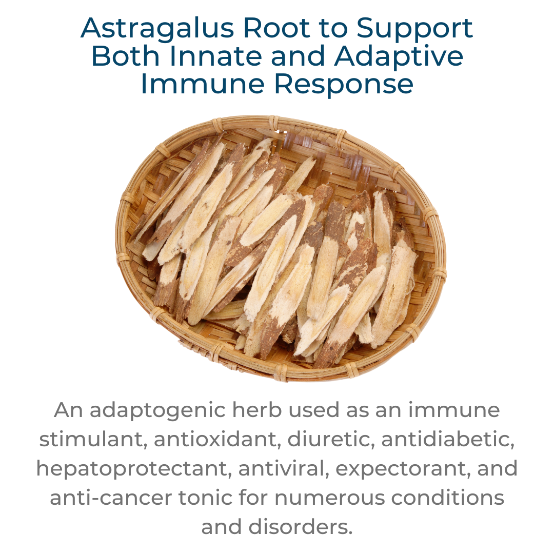 Astragalus root in elderberry plus