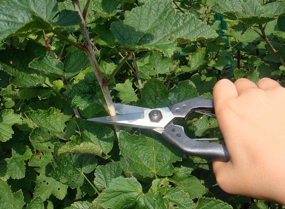 Article à découvrir sur les boutures dans l'eau - Jardiniste