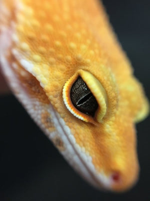 bell albino leopard gecko eyes