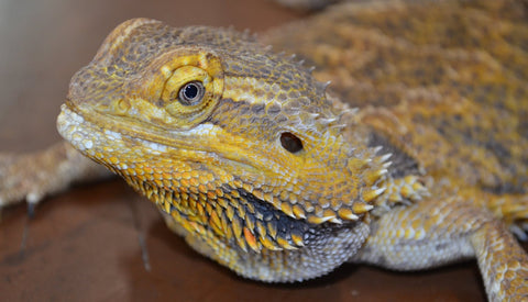 Bearded Dragon Care – Aquariums West