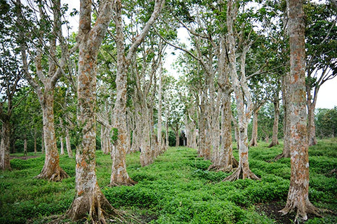 pili trees