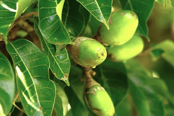 pili fruit from the pili tree