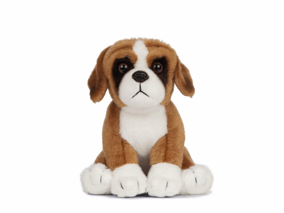 boxer dog teddy