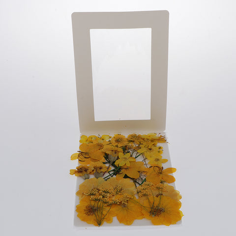 Image of 36/37/38/39/42Pc Natural Real Pressed Dried Flowers DIY Scrapbook Yellow