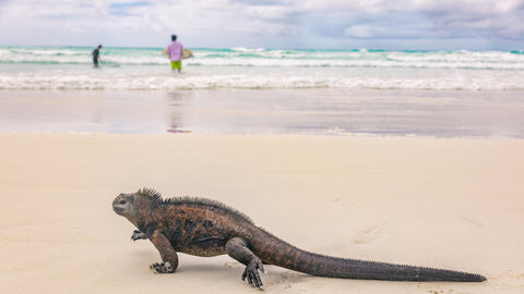 Surfing the Galapagos Islands