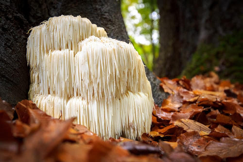 Lion's Mane Dosage: The Best Way to Take Lion's Mane