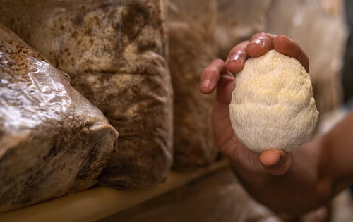 How long does lions mane take to work?