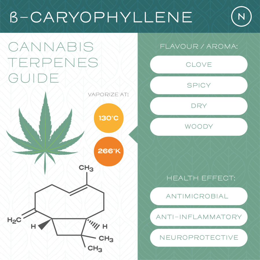 what are terpenes?