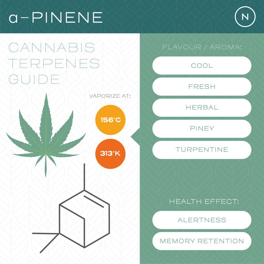 What are terpenes?