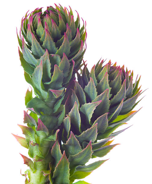 cos'è la rhodiola?