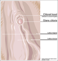 illustration of a vagina showing the clitoris