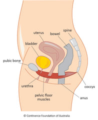 illustration of pelvic floor muscles